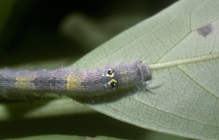Fig. 4 Larva <i>Euglyphis gutturalis</i> (Lasiocampidae), vista diagonal mide 28mm. Casa Potrero Grande, Sector Santa Elena, 570m.04-SRNP-13042-DHJ86279.jpg
