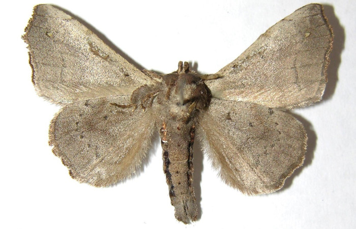 Figura 1. Adulto de <i>Olceclostera avangareza</i>, (Apatelodidae), vista dorsal. Voucher 06-SRNP-32681-DHJ350065.jpg.