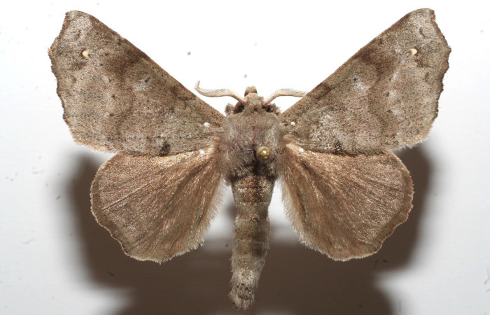 Figura 7. Adulto de <i>Olceclostera avangareza</i>, (Apatelodidae), vista dorsal. Voucher 09-SRNP-110777-DHJ644012.jpg.