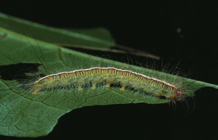 Figura. 8 Larva <i>Olceclostera </i>Janzen10, vista lateral, último estadio. Voucher 83-SRNP-1149-DHJ6033.jpg.