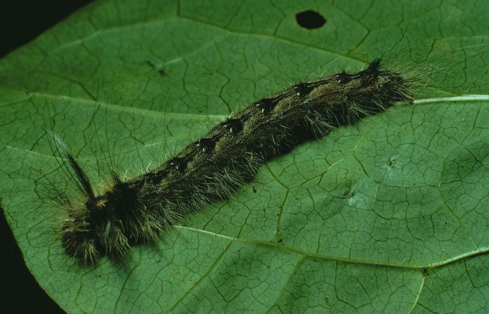 Figura 2. <i>Olceclostera avangareza</i>, (Apatelodidae), Ultimo estadio, posición dorsal, Sector Santa Rosa. Voucher 88-SRNP-452-DHJ10697.jpg.