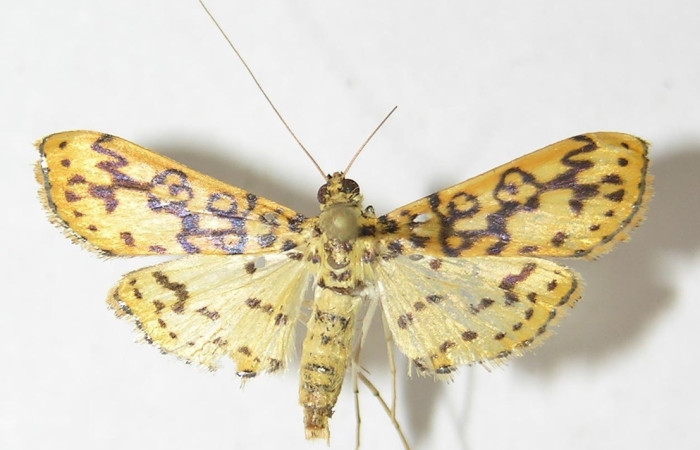  Fig 15. Adulto <i>Asturodes fimbriauralis</i>, familia Crambidae, vista dorsal, mide 23 mm en alas abiertas. Voucher 09-SRNP-21835-DHJ524696.  