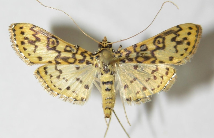 Fig 16. Adulto <i>Asturodes bioalfae</i>, familia Crambidae, vista dorsal, mide 21 mm en alas abiertas. Voucher 09-SRNP-69657-DHJ515410. 