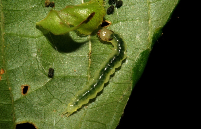 Fig 2. Larva <i>Asturodes junkoshimurae</i>, en penúltimo estadio,11mm de largo, vista dorsal entero, imágenes San Cristóbal. Voucher 09-SRNP-717-DHJ450343.jpg