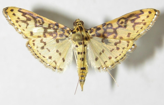 Fig 12. Adulto <i>Asturodes junkoshimurae</i>, familia Crambidae vista dorsal, mide 23 mm en alas abiertas. Voucher 10-SRNP-294-DHJ524714.