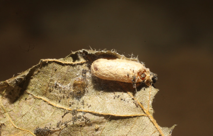 Fig 17. Capullo de la especie <i>Hyposoter</i> Janzen18 de la familia Ichneumonidae (avispas), parásito en larva <i>Asturodes bioalfae</i>. Sector Santa Rosa. Voucher 10-SRNP-40377-DHJ480537.jpg.