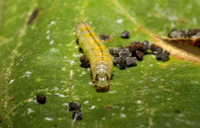 Fig 4. Prepupa de larva <i>Asturodes junkoshimurae</i>, vista desde el frente, con 14 mm de largo, imágenes Estación Caribe.    Voucher 10-SRNP-41236-DHJ468854.jpg