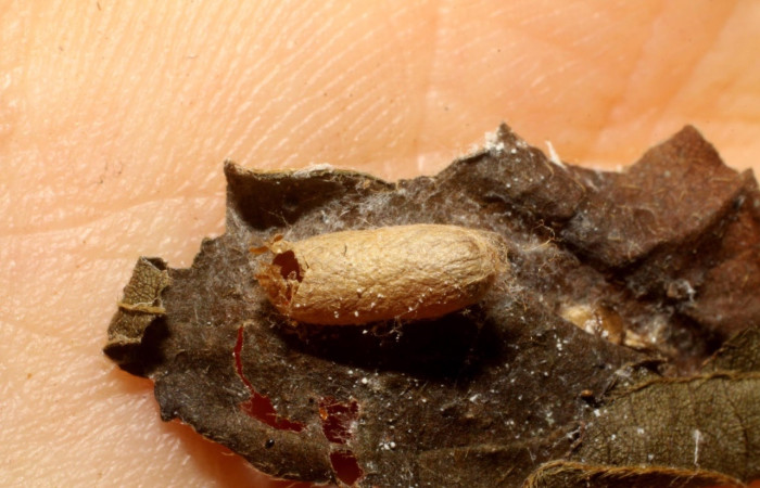 Fig 7. Capullo eclosionado de <i>Hyposoter</i> Janzen18, de la familia Ichneumonidae (avispas); parásito en larva <i>Asturodes junkoshimurae</i>. Sector Santa Rosa. Voucher 10-SRNP-42874-DHJ480655.jpg.