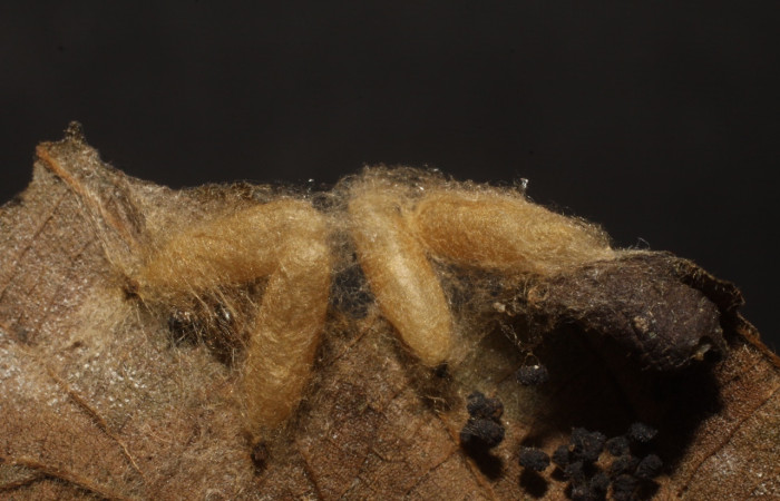 Fig 9. Capullos bethJanzen01 Janzen01, de la familia Bethylidae (avispas), parásito en larva <i>Asturodes junkoshimurae</i>. Voucher 10-SRNP-43155-DHJ480663.jpg