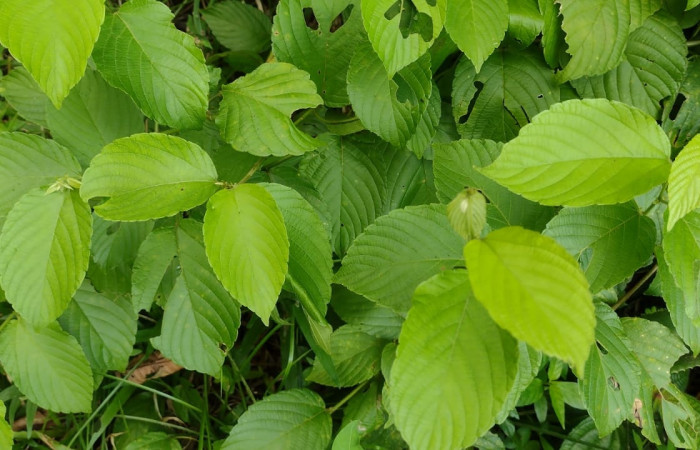 Fig 18. Planta hospedera de larva  <i>Asturodes junkoshimurae</i>, Gouania polygama familia (Rhamnaceae),crece en callejones alrededor de montaña, es un bejuco que se extiende encima de arbustos. Foto, Cirilo Umaña D. Estación Biológica Llanura (ACG).