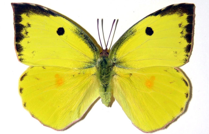 Fig. 1 adulto <i>Zerene cesonia</i> (Pieridae), vista diagonal hembramide 59mm. Porton Rivas, Sector Mundo Nuevo, 500m. 02-SRNP-32421-DHJ98782.