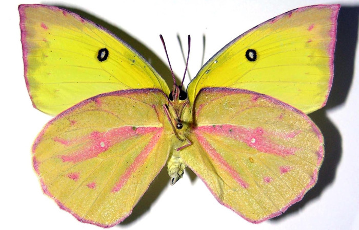 Fig. 2 adulto <i>Zerene cesonia</i> (Pieridae), hembra vista ventral mide 59mm. Porton Rivas, Sector Mundo Nuevo, 500m. 02-SRNP-32421-DHJ98783