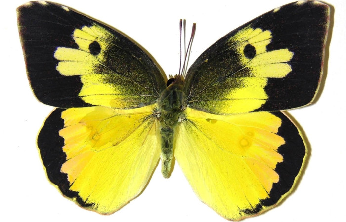 Fig. 3 adulto <i>Zerene cesonia</i> (Pieridae), macho vista diagonal mide 57mm. Porton Rivas, Sector Mundo Nuevo, 500m. 05-SRNP-56045-DHJ308744.