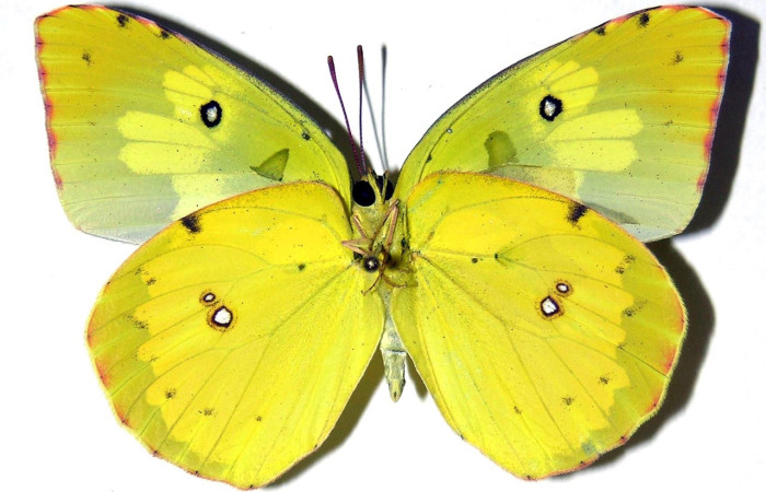 Fig. 4 adulto <i>Zerene cesonia</i> (Pieridae), macho vista ventral mide 57mm. Porton Rivas, Sector Mundo Nuevo, 500m. 05-SRNP-56045-DHJ308745.