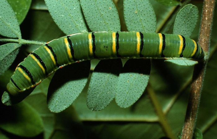 Fig. 5 adulto <i>Zerene cesonia</i> (Pieridae), vista diagonal mide 39mm. Porton Rivas, Sector Mundo Nuevo, 500m. 02-SRNP-32305-DHJ71367.jpg