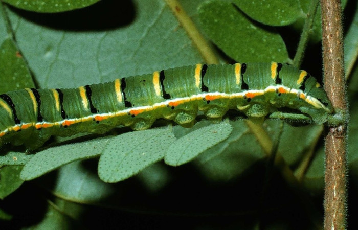 Fig. 6 adulto <i>Zerene cesonia</i> (Pieridae), vista diagonal mide 39mm. Porton Rivas, Sector Mundo Nuevo, 500m. 02-SRNP-32305-DHJ71370.jpg