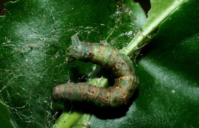 Figura 8. <i> Sicya medangula</i> (Notodontidae). Vista dorsal Voucher. 09- SRNP-56300-DHJ460264.