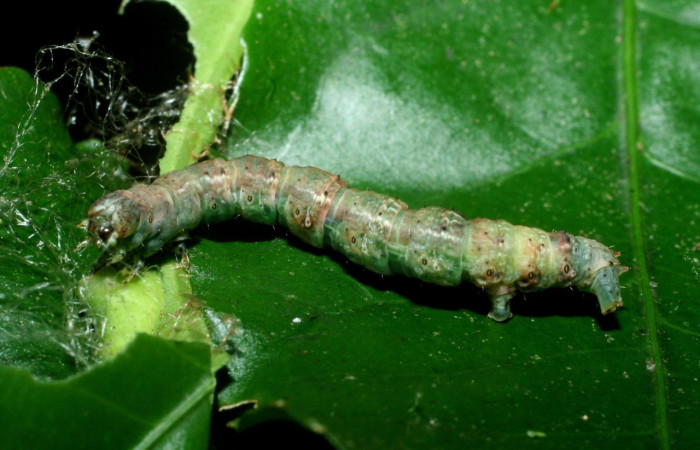 Figura 7. <i> Sicya medangula</i> (Geometritadae). Vista dorsal Voucher. 09- SRNP-56300-DHJ460266.
