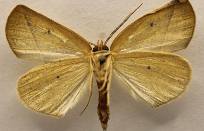 Figura 13.Adulto de <i>Sicya medangula</i> (Geometritadae).vista dorsal Voucher, 19-SRNP-35339-DHJ952981.