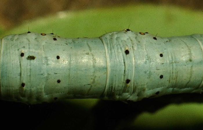 Figura 5. <i> Sicyame dangula</i> (Geometritadae). Vista dorsal Voucher. 94- SRNP-4701-DHJ26972.