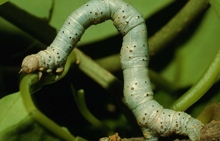 Figura 4. <i> Sicyame dangula</i> (Geometritadae). Vista lateral Voucher. 94- SRNP-4701-DHJ26974.