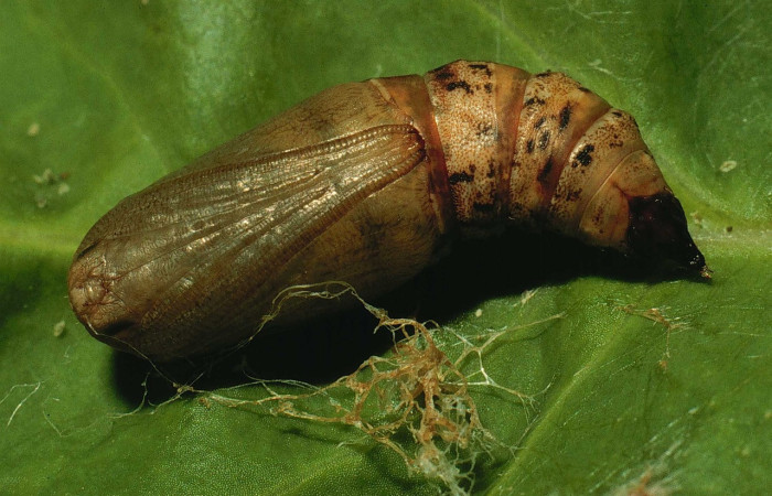 Figura 11.Pupa de <i>Sicya medangula</i> (Geometritadae). Voucher. 94- SRNP-4747-DHJ26976.
