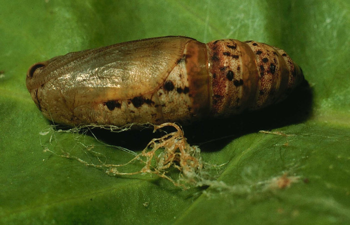 Figura 9.Pupa de <i>Sicya medangula</i> (Geometritadae). Voucher.94- SRNP-4747-DHJ26977.