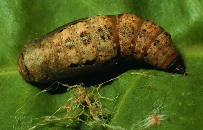 Figura 10.Pupa de <i>Sicya medangula</i> (Geometritadae). Voucher. 94- SRNP-4747-DHJ26978.