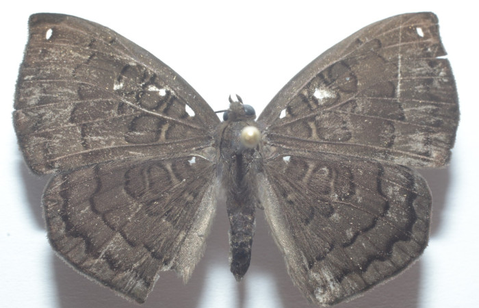 Fig. 9. Vista dorsal de adulto de <i>Napaea umbra</i>. Voucher: 22-SRNP-20988-DHJ742385.JPG