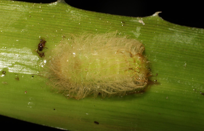 Fig. 3. Larva de <i>Napaea umbra</i> posada en planta hospedera. Voucher: 22-SRNP-21009-DHJ774706.jpg       