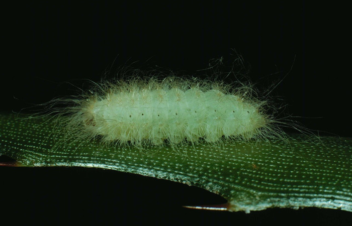 Fig. 1. Vista lateral de larva <i>Napaea umbra</i> (Riodinidae). Voucher: 90-SRNP-2544-DHJ13683.jpeg