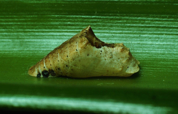 Fig. 8. Vista lateral de pupa de <i>Napaea umbra</i>. Voucher: 90-SRNP-2544-DHJ13698.jpg        