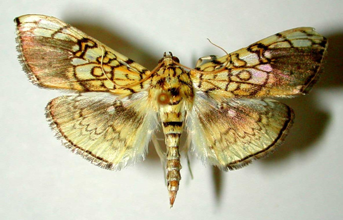 Figura 1. Adulto de <i>Pantographa</i> suffusalisDHJ01 (macho), vista dorsal. (00-SRNP-11563-DHJ33410).