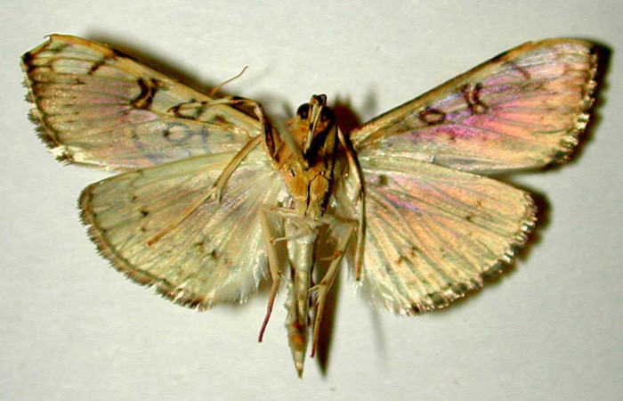 Figura 2. Adulto de <i>Pantographa</i> suffusalisDHJ01 (macho), vista ventral. (00-SRNP-11563-DHJ33411.