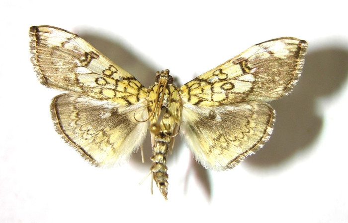 Figura 3. Adulto de <i>Pantographa</i> suffusalisDHJ02, (hembra), vista dorsal. (02-SRNP-2261-DHJ376656).