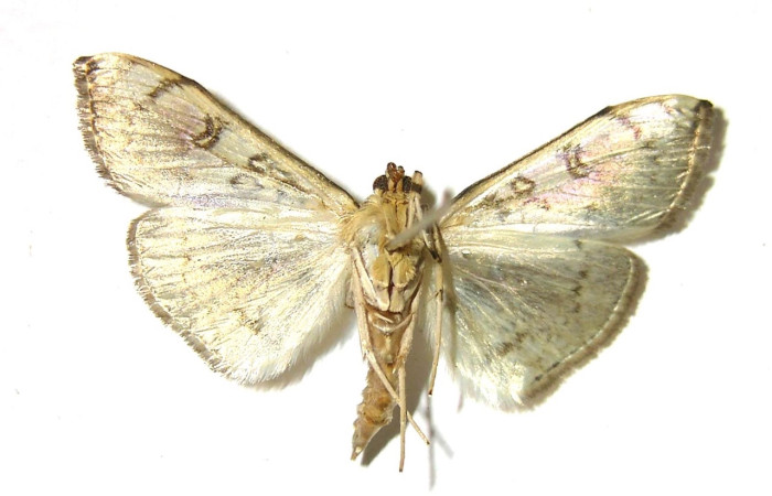 Figura 4. Adulto de <i>Pantographa</i> suffusalisDHJ02 (hembra), vista ventral. (02-SRNP-2261-DHJ376657).