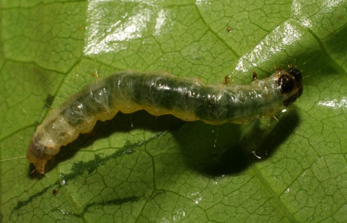 Figura 8. Larva <i>Pantographa suffusalis</i>, Crambidae, vista dorsal. (06-SRNP-81-DHJ409339).