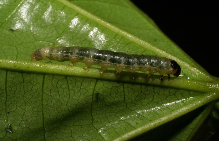 Figura 9. Larva <i>Pantographa suffusalis</i>, Crambidae, vista lateral. (06-SRNP-81-DHJ409348).