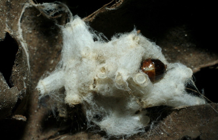 Figura 13. Capullo <i>Hypomicrogaster</i> Whitfield13, de la familia Braconidae, parásito en <i>Pantographa suffusalis</i>. (08-SRNP-32298-DHJ462419).