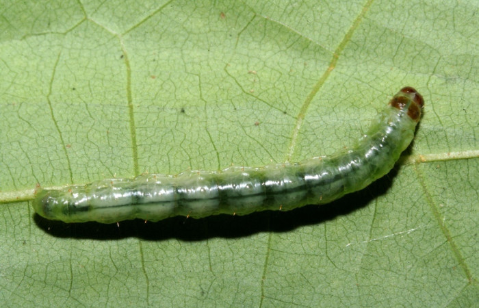 Figura 10. Larva <i>Pantographa</i> suffusalisDHJ01, Crambidae, vista dorsal. (09-SRNP-42384-DHJ466551).