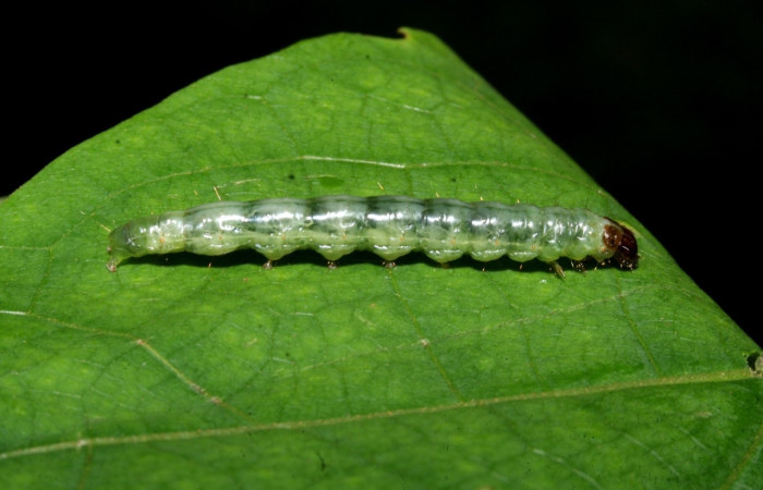 Figura 11. Larva <i>Pantographa</i> suffusalisDHJ01, Crambidae, vista dorsal. (09-SRNP-42384-DHJ466555).