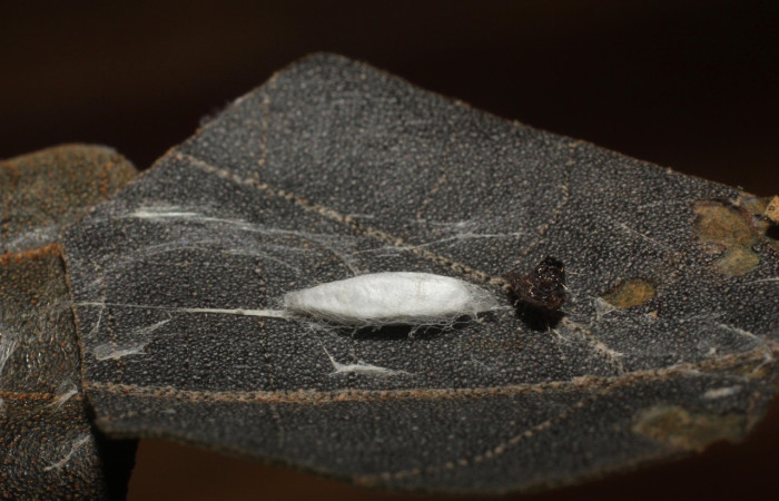 Figura 12. Capullo <i>Apanteles</i> Janzen36, de la familia Braconidae, parásito en  <i>Pantographa suffusalis</i>, (14-SRNP-35087-DHJ802879).