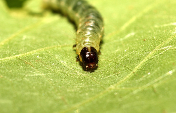 Figura 7.Larva <i>Pantographa suffusalis</i>, Crambidae, vista de frente de cabeza. (18-SRNP-36180-DHJ747058).