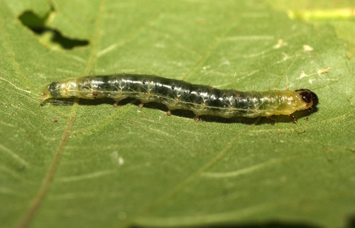 Figura 6. Larva <i>Pantographa suffusalis</i>,  Crambidae, vista dorsal. (18-SRNP-36180-DHJ747061).