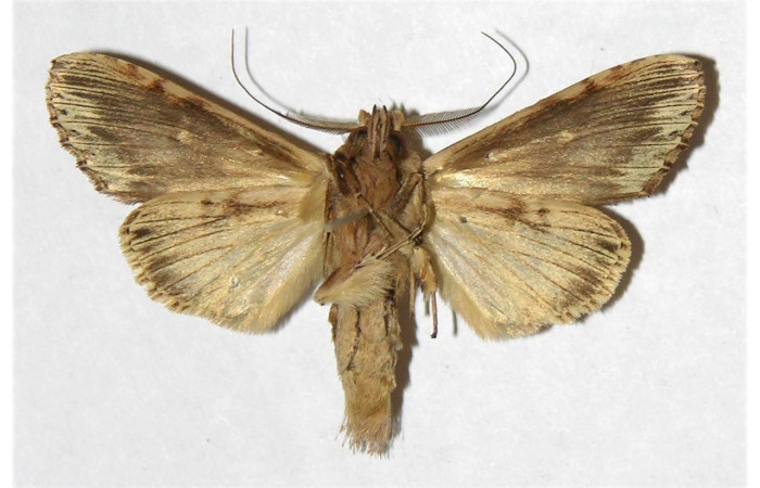 Fig. 18. Macho de <i>Xylodonta patrickgoodwilliei</i> (Notodontidae), patrones más claros en su área ventral. Voucher: 00-SRNP-11094-DHJ322193.jpeg