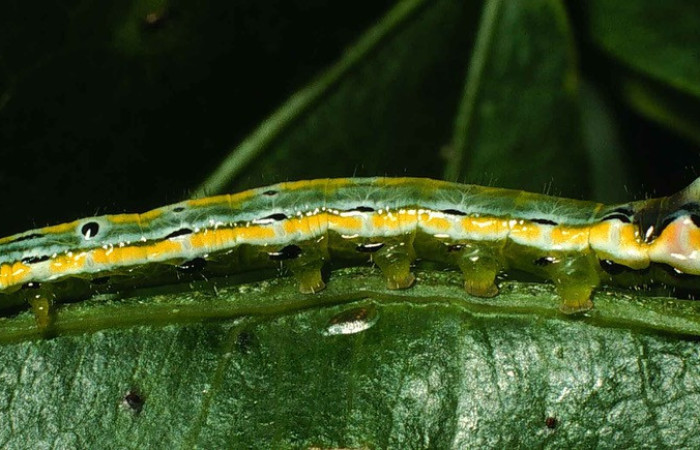 Fig. 8. Larva de <i>Xylodonta patrickgoodwilliei</i> (Notodontidae), comiendo <i>Dioclea malacocarpa</i> (Fabaceae). Voucher:00-SRNP-11384-DHJ54276.jpeg