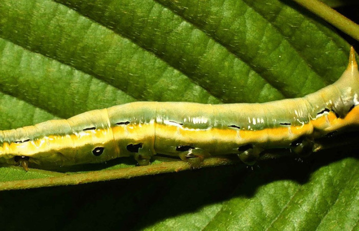 Fig. 9. Larva de <i>Xylodonta patrickgoodwilliei</i> (Notodontidae), comiendo <i>Dioclea malacocarpa</i> (Fabaceae). Voucher: 00-SRNP-12608-DHJ55485.jpeg