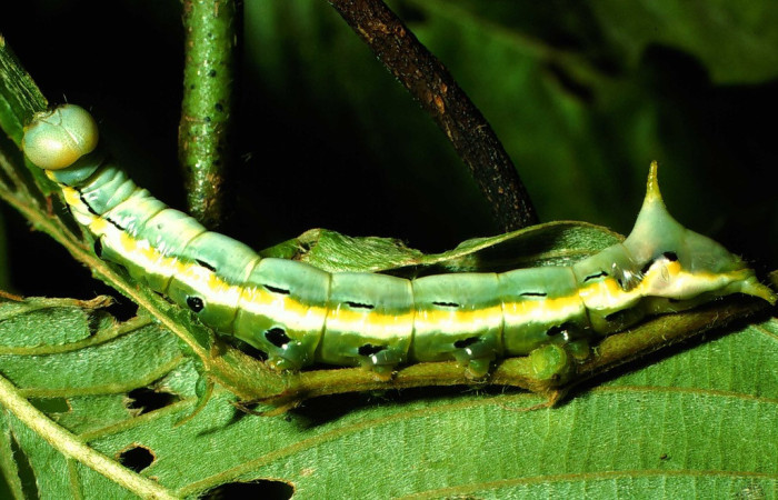 Fig. 7. Larva de <i>Xylodonta patrickgoodwilliei</i> (Notodontidae), comiendo <i>Dioclea malacocarpa</i> (Fabaceae), oruga muy similar a las orugas de Xylodonta markvanputteni (Fig.2). Voucher: 01-SRNP-2231-DHJ60736.jpeg