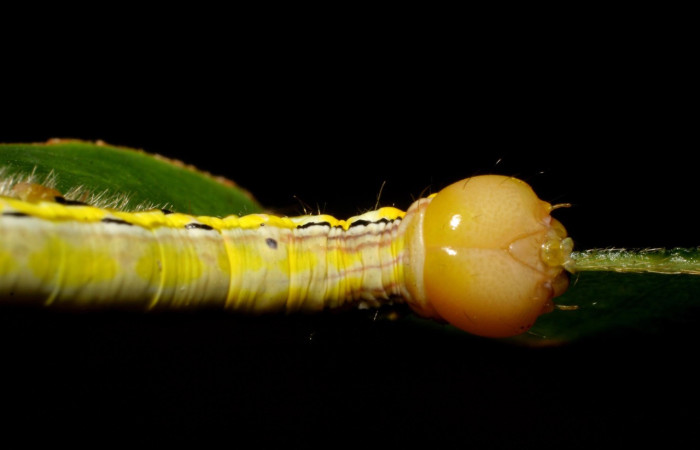 Fig. 17. Detalle de cabeza dorsal de <i>Xylodonta patrickgoodwilliei</i> (Notodontidae), Voucher: 06-SRNP-40459-DHJ414027.jpeg