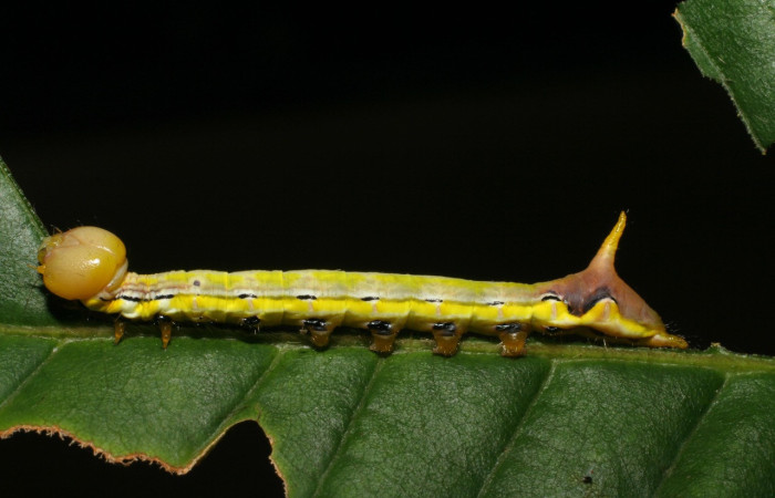 Fig. 14. Larva de <i>Xylodonta patrickgoodwilliei</i> (Notodontidae), comiendo <i>Dioclea malacocarpa</i> (Fabaceae), coloración que le permite advertir a depredadores que es tóxica o tiene mal sabor. Voucher: 06-SRNP-40459-DHJ414032.jpg